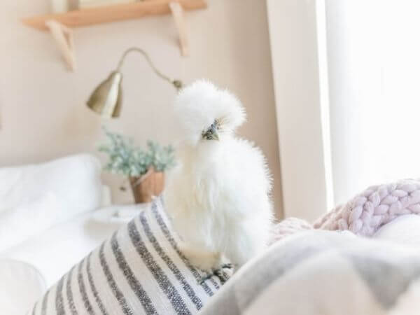Are silkie chicken good pets?