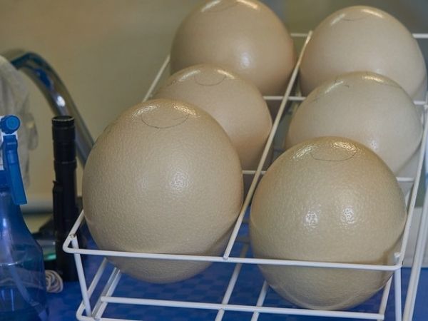 Types of egg incubators