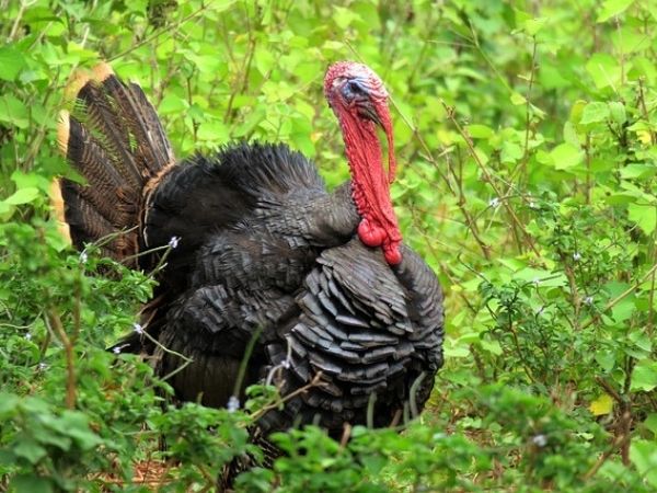 How long do meat turkeys take to mature?