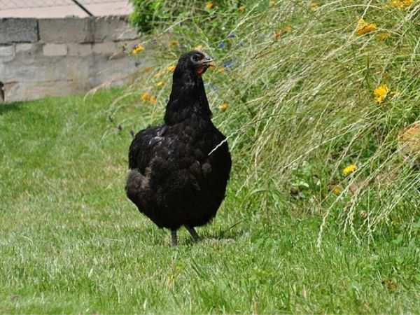 Are jersey giant chicken hardy?