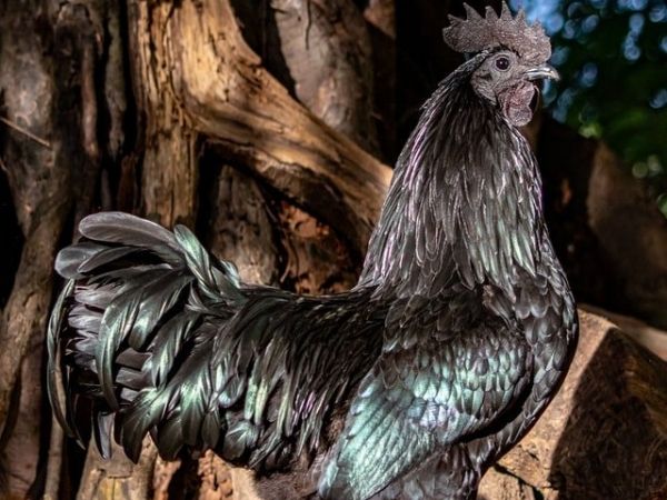 Do ayam cemani chickens lay black eggs?