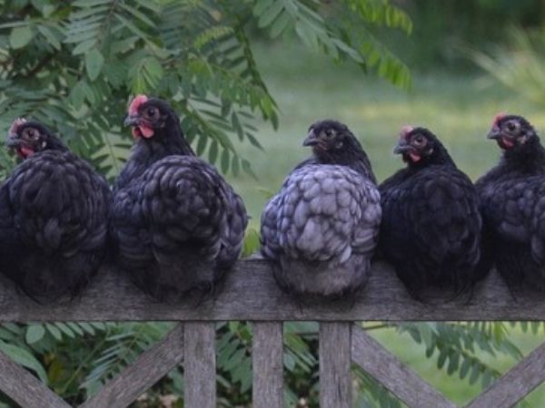 A flock of chicken