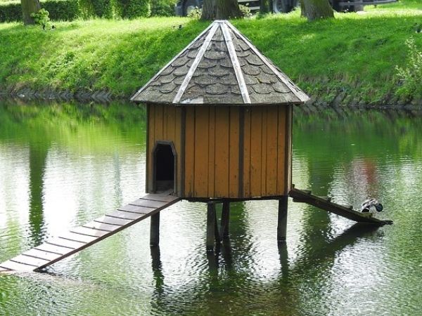 Duck house