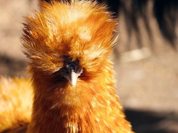 How many eggs do silkie chickens lay?