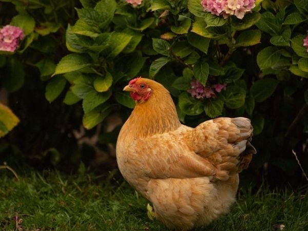 How many eggs do buff orpington hens lay?