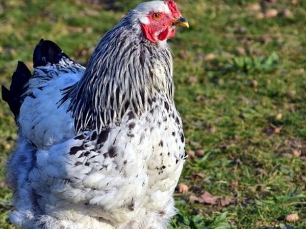 Are brahma chickens cold hardy?