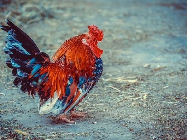 Are cochin chickens aggressive?