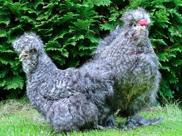 Are Silkie chickens calm?