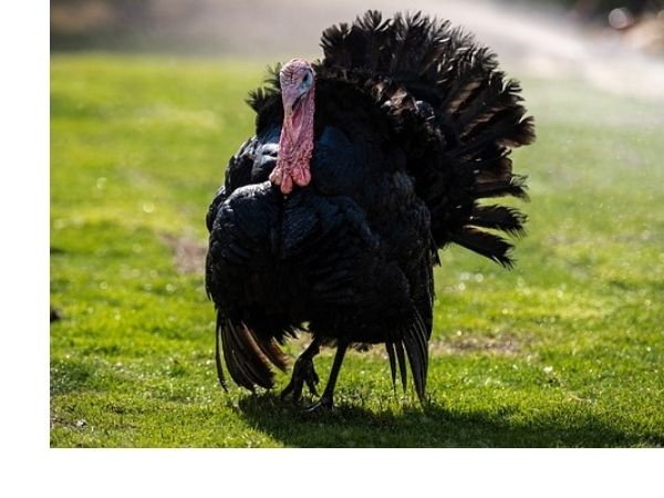 A Black Spanish turkey