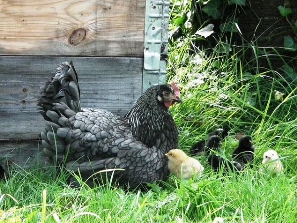 Can a hen brood
