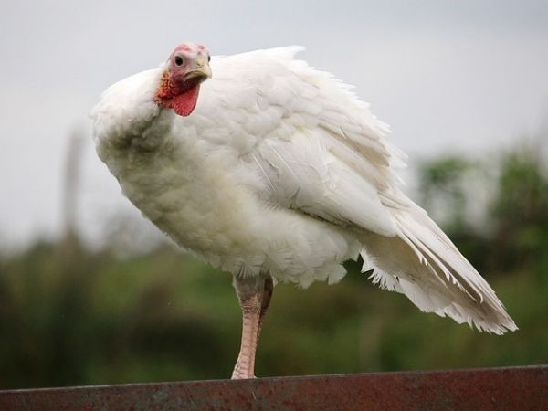 A Beltsville Small White turkey