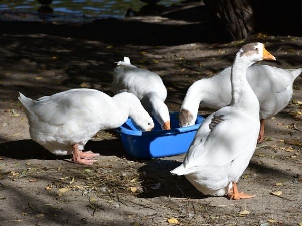 What to feed geese?