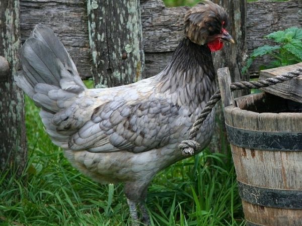 What color eggs do white crested polish hens lay?