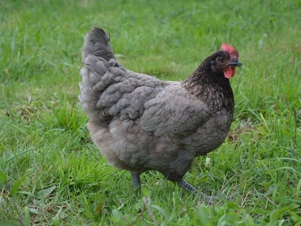 How many eggs do Rhode Island blue hens lay?