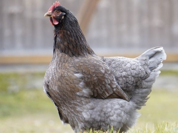 Are jersey giant chickens big?