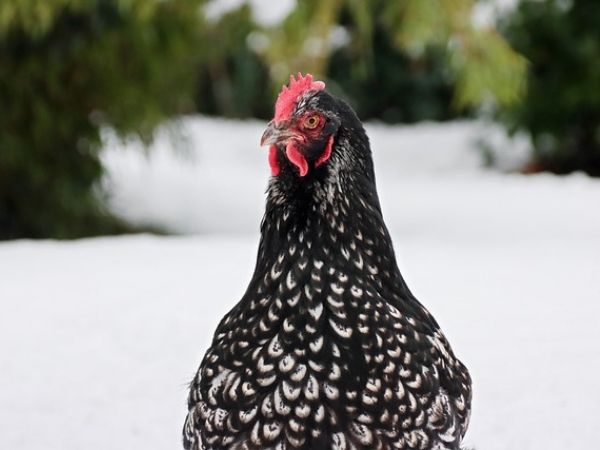 Are barnevelder chickens cold hardy?