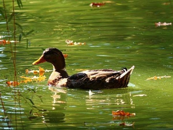 How to keep ducks cold in summer
