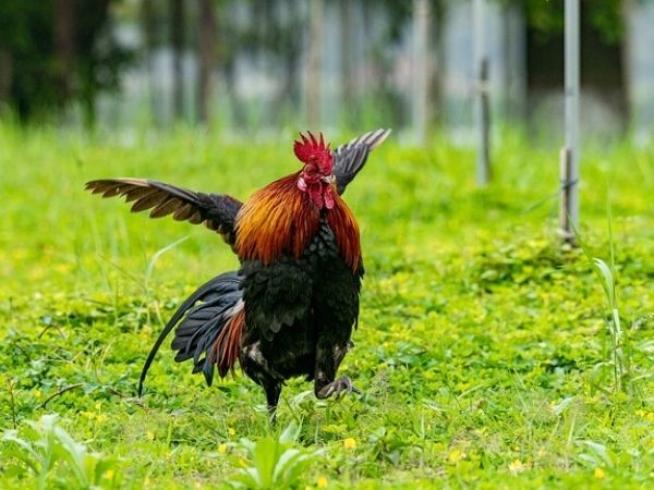 Can roosters fly?